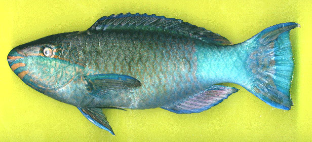 Scarus frenatus