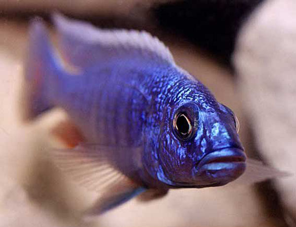 Sciaenochromis fryeri