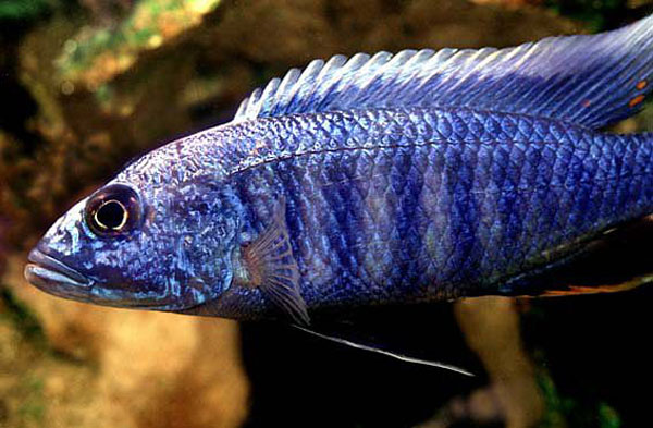 Sciaenochromis fryeri