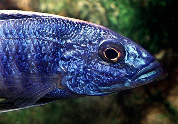 Sciaenochromis fryeri