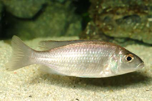 Sciaenochromis fryeri