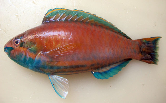 Scarus fuscocaudalis