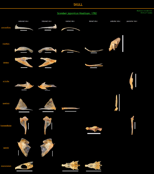 Scomber japonicus