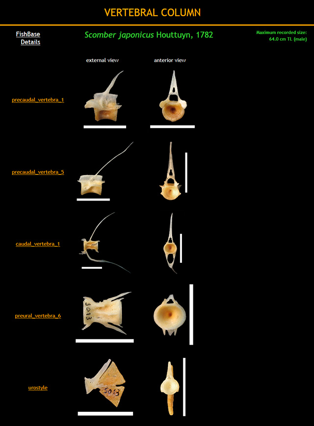 Scomber japonicus