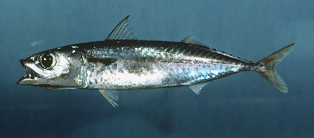 Scomber japonicus