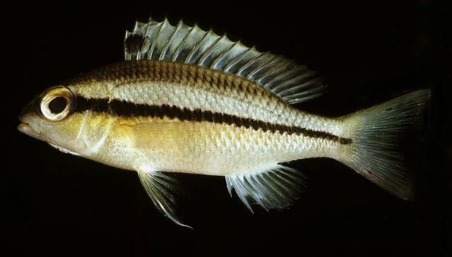 Scolopsis margaritifera