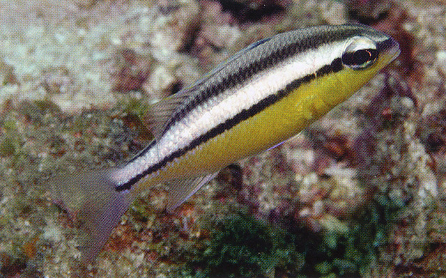 Scolopsis margaritifera