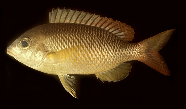 Scolopsis margaritifera