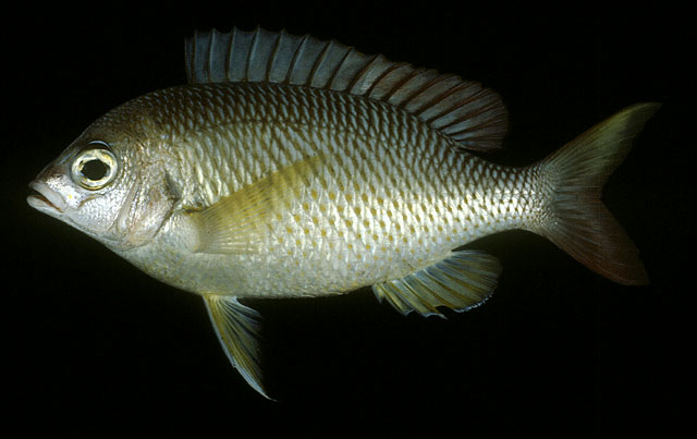 Scolopsis margaritifera