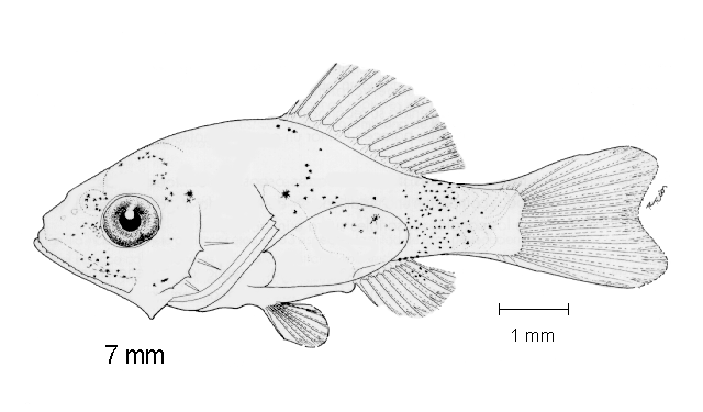 Scopelogadus bispinosus