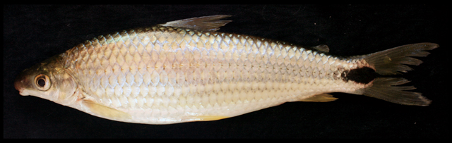 Schizodon nasutus