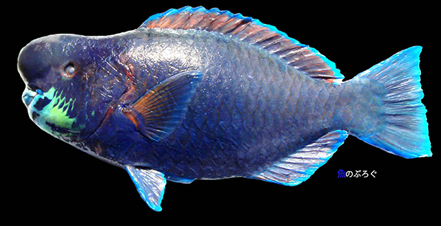 Scarus ovifrons