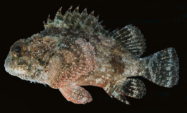 Parascorpaena picta