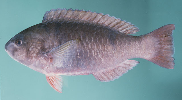 Scarus psittacus