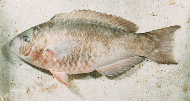 Scarus psittacus