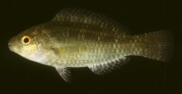 Scarus psittacus