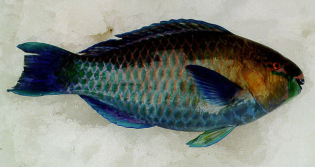 Scarus psittacus