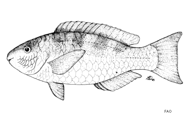 Scarus scaber