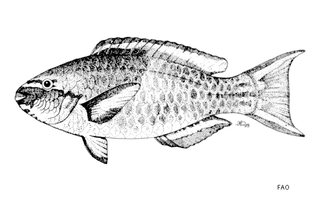 Scarus scaber