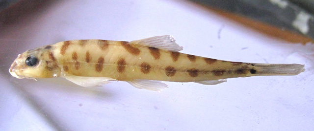 Schistura scaturigina