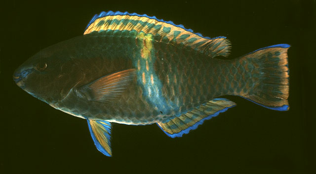 Scarus schlegeli