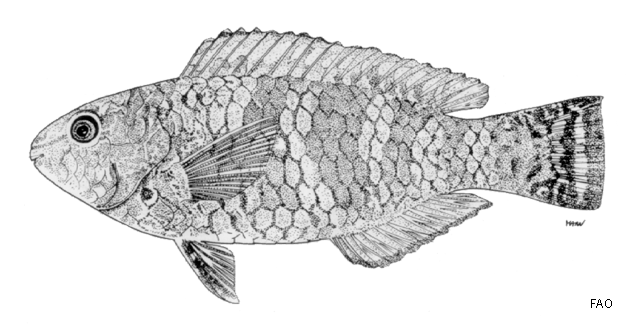 Scarus schlegeli