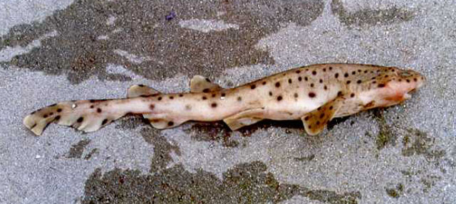 Scyliorhinus stellaris