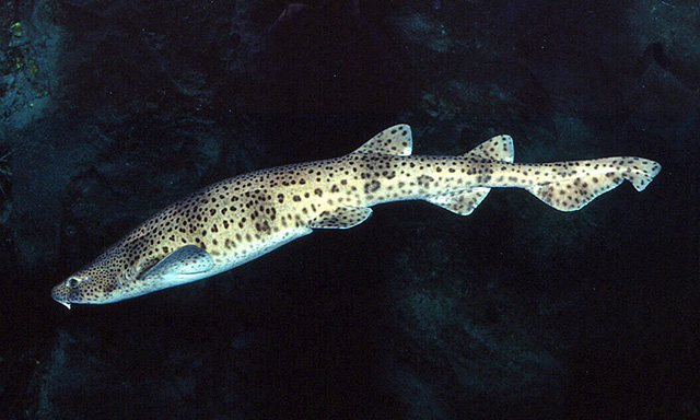 Scyliorhinus stellaris