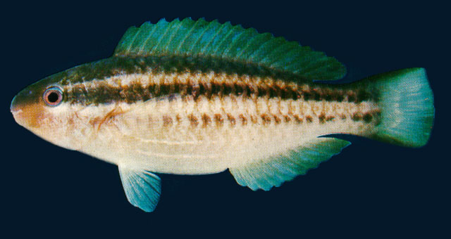 Scarus taeniopterus