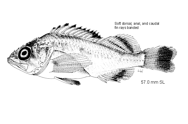 Sebastes aleutianus