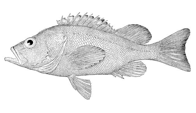 Sebastes aleutianus