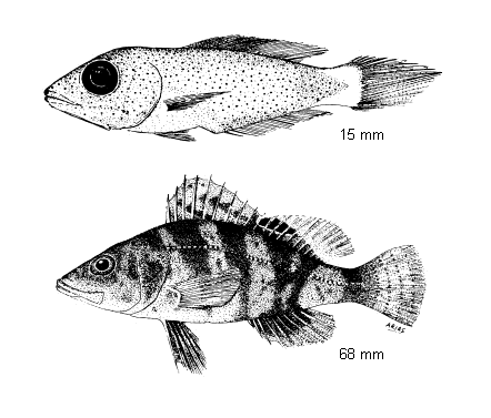 Serranus hepatus