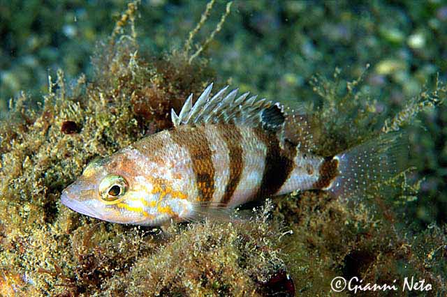 Serranus hepatus