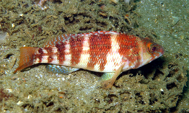 Serranus inexpectatus