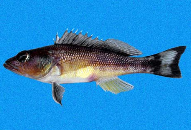 Serranus huascarii