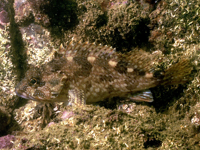 Sebastiscus marmoratus