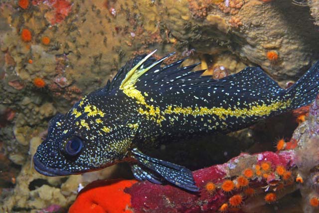 Sebastes nebulosus