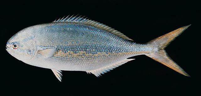 Kyphosus ocyurus