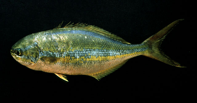 Kyphosus ocyurus