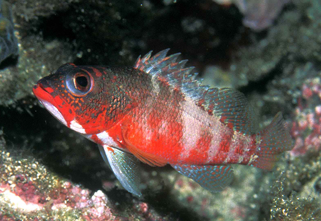 Serranus pulcher