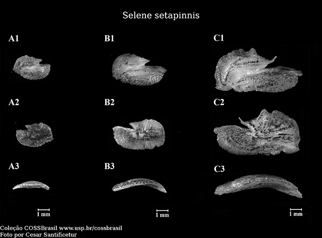 Selene setapinnis