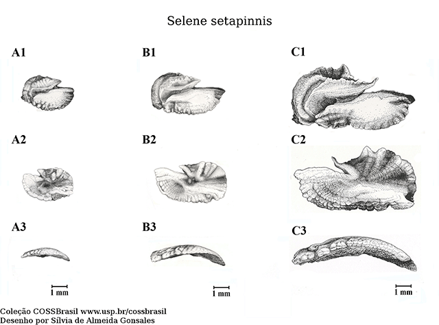 Selene setapinnis