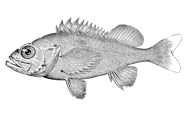 Sebastes aleutianus