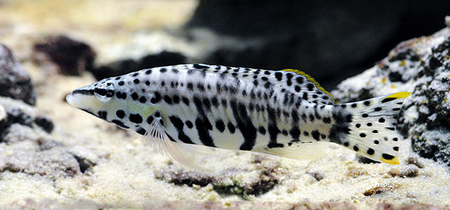 Serranus tigrinus