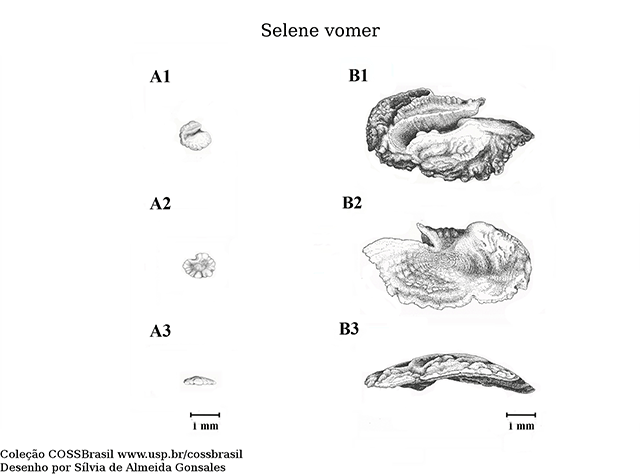 Sevom_o1.gif