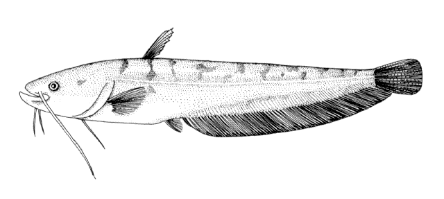 Silurus asotus