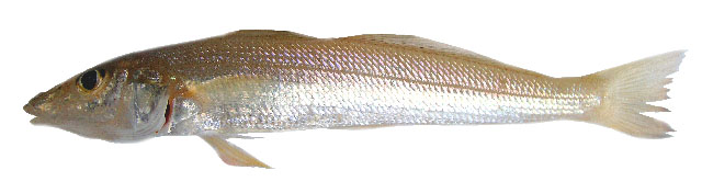 Sillaginopodys chondropus