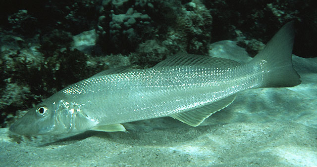 Sillago ciliata