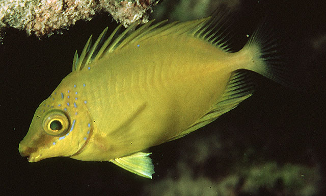 Siganus corallinus