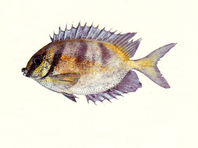 Siganus corallinus